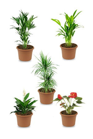 Premium Combo Plants - Plants set - Plantsworld.ae