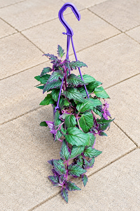 Hanging Purple Passion plant with fuzzy violet foliage, indoor hanging plant Dubai