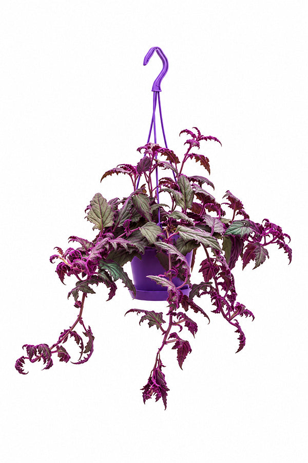 Purple Passion Gynura aurantiaca with velvety purple trailing leaves in hanging pot