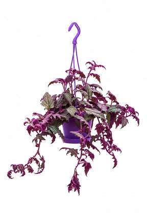 Purple Passion Gynura aurantiaca with velvety purple trailing leaves in hanging pot