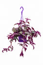 Purple Passion Gynura aurantiaca with velvety purple trailing leaves in hanging pot