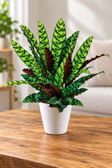 Rattlesnake Plant - Goeppertia Lancifolia