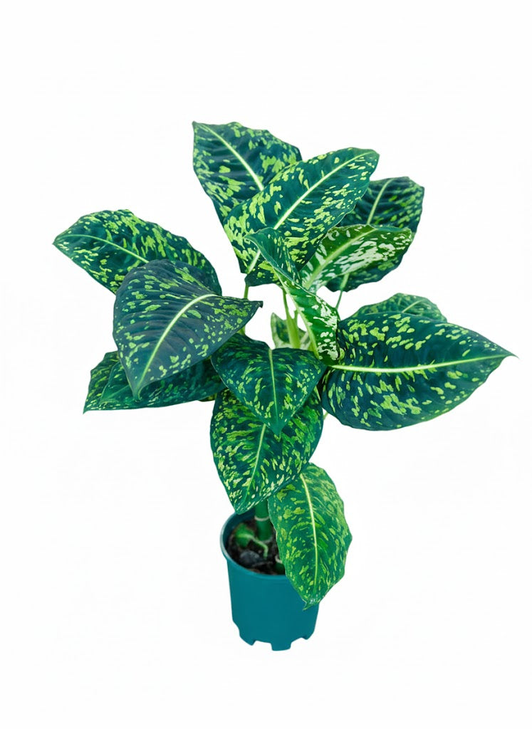 Dieffenbachia Reflector