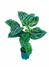 Dieffenbachia Reflector