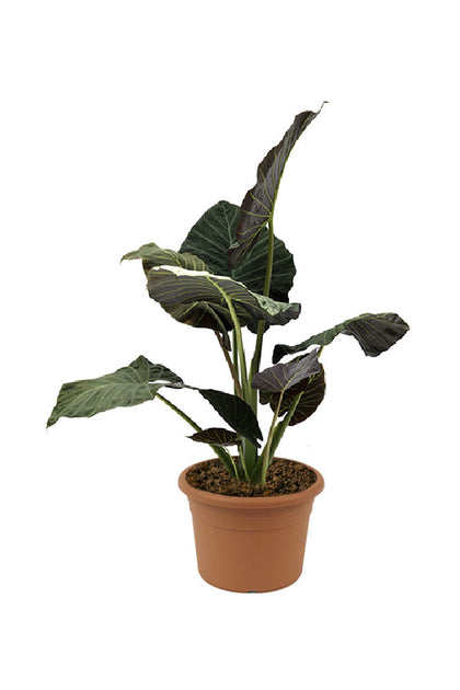 Alocasia Regal Shields