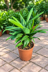 Rhapis Excelsa - Lady Palm
