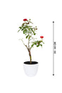 Rose - Rosa Hybrida - Outdoor - Plantsworld.ae