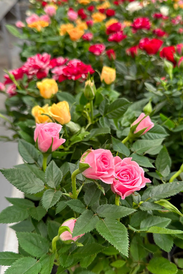 Rose - Indoor Flowering Plant