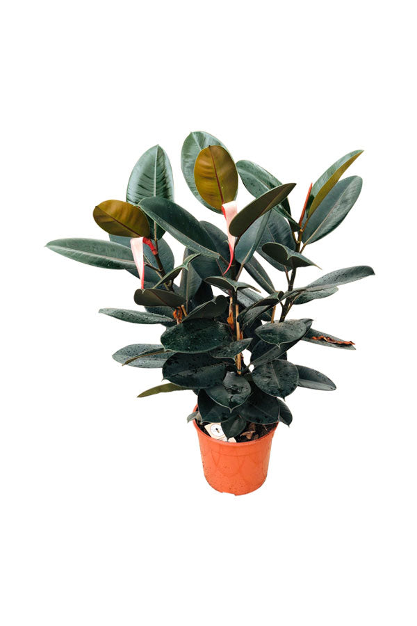 Rubber Plant Robusta - Ficus Elastica With White Ceramic Pot