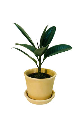 Rubber Plant with Clay Pot – Perfect Indoor Plant for Modern Home and Office Decor

