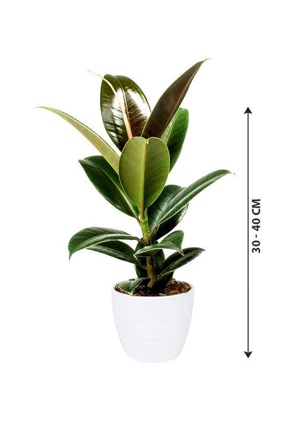Rubber Plant Robusta- Ficus Elastica - Plantsworld.ae - {{ varient.name }}