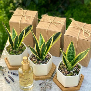 Wedding & Event Return Gift