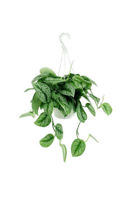 Satin Pothos Hanging-money plant - Plantsworld.ae - {{ varient.name }}