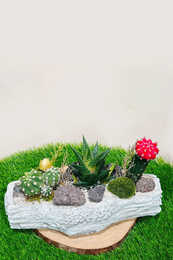 Unique Succulent Arrangements