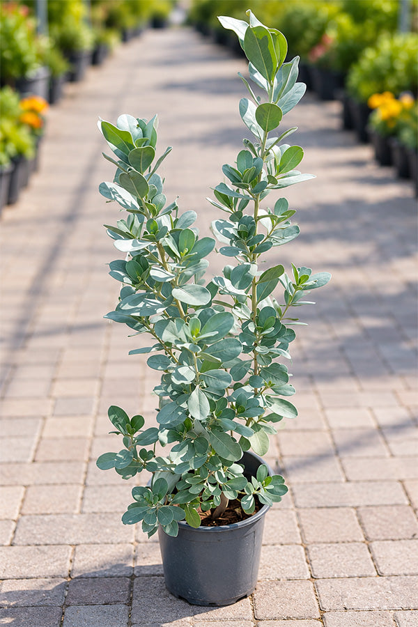 Silver Damas – Conocarpus Erectus