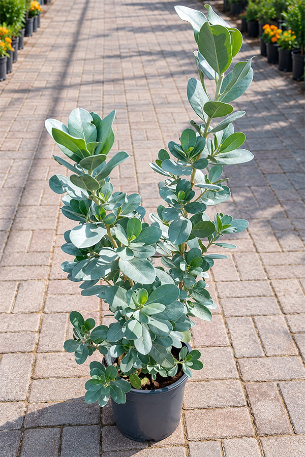 Silver Damas – Conocarpus Erectus