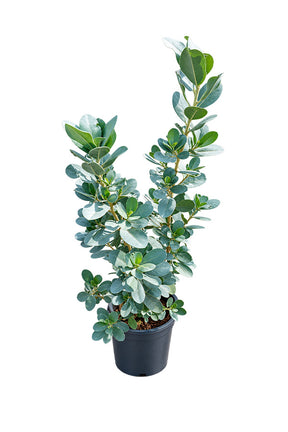 Silver Damas Conocarpus erectus shrub with silvery-green leaves in black nursery pot