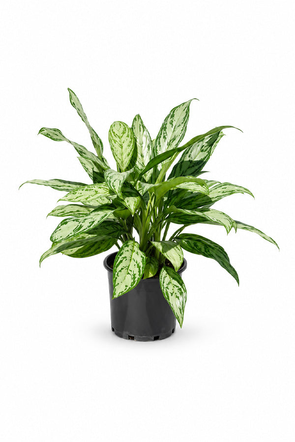 Silver Queen - Aglaonema Commutatum 'Silver Queen'