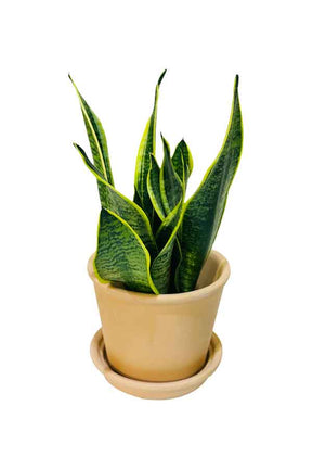 Snake Plant with Clay Pot – Hardy Indoor Plant Perfect for Home or Office Decor

