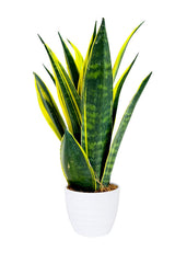 Golden Flame - Sansevieria Trifasciata - Indoor Plant