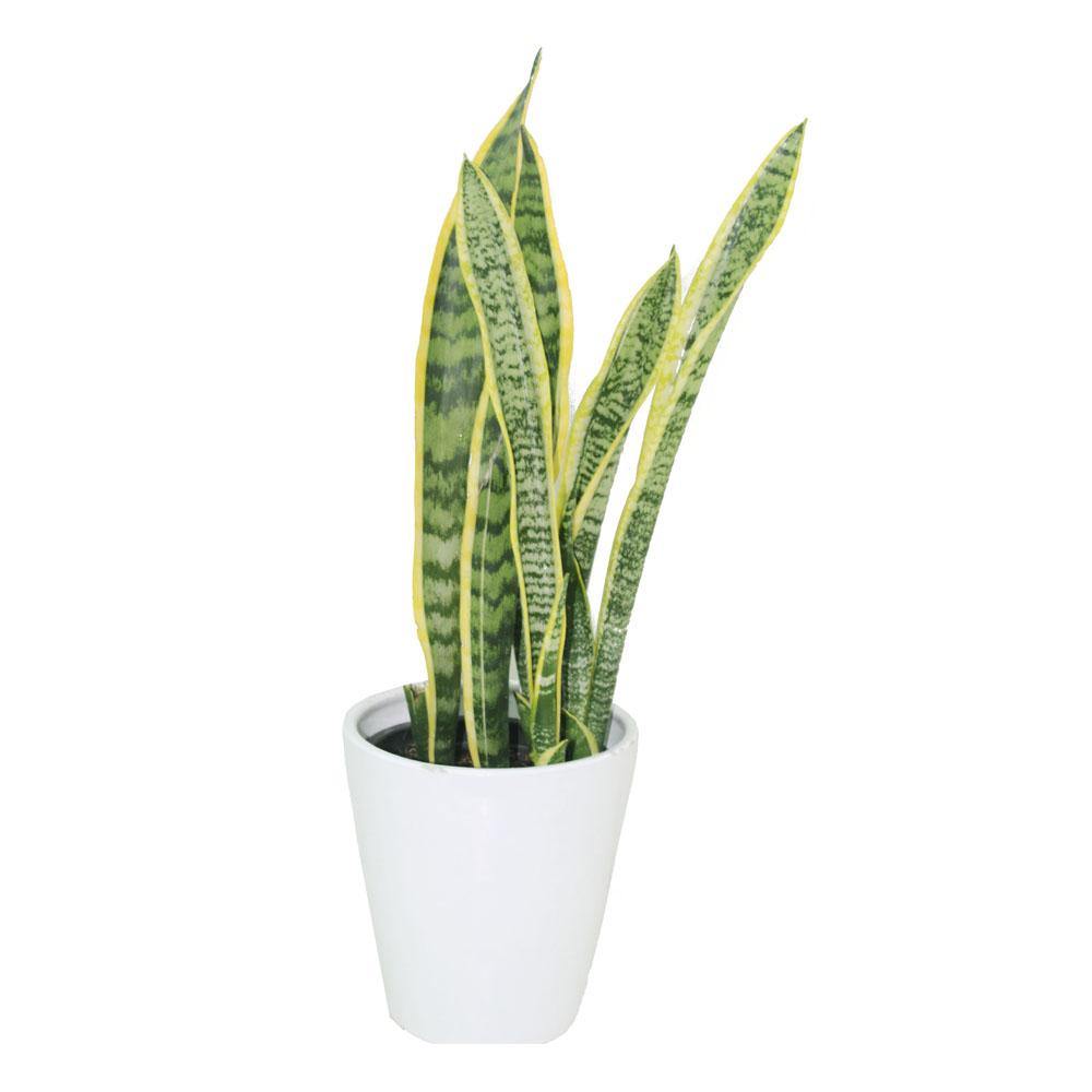 Snake Plant -Indoor-Sansevieria - Plantsworld.ae - {{ varient.name }}