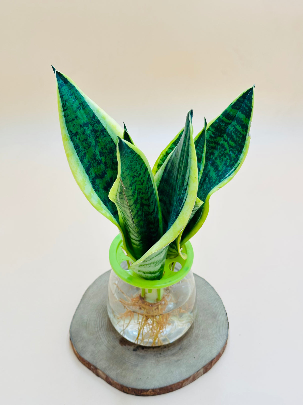 Snake Plant  -  Water Plant