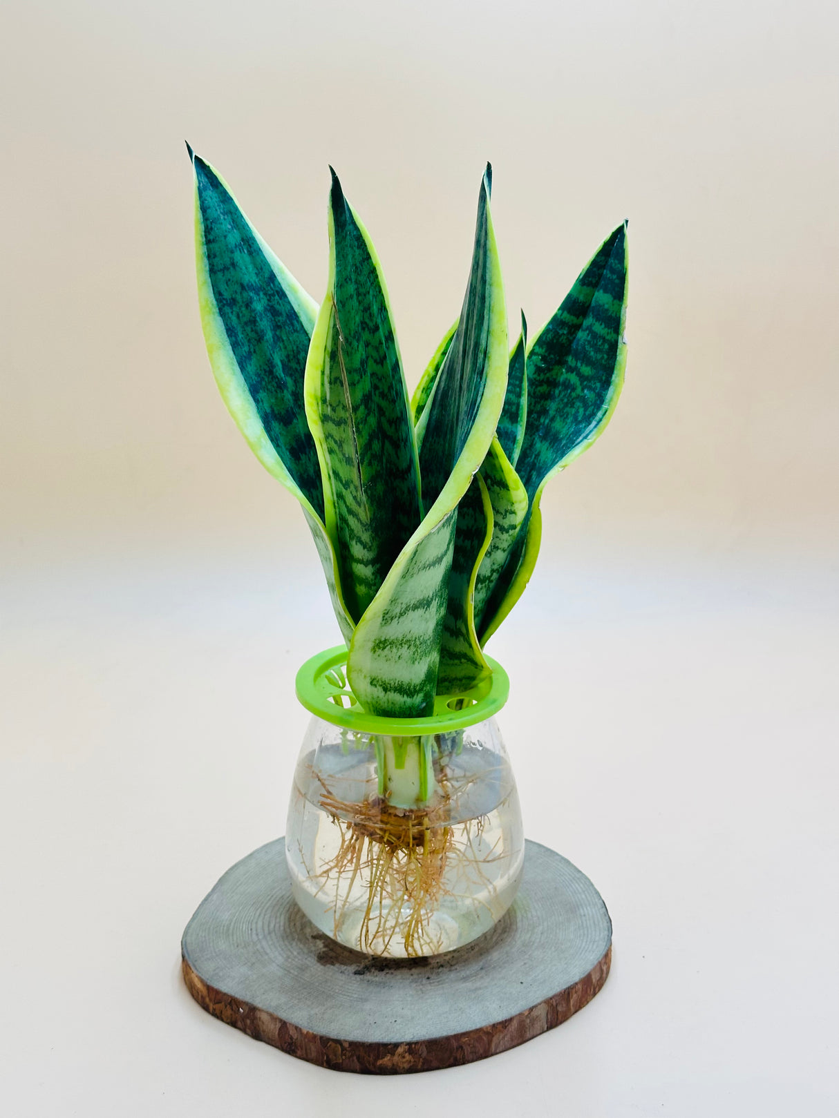 Snake Plant  -  Water Plant