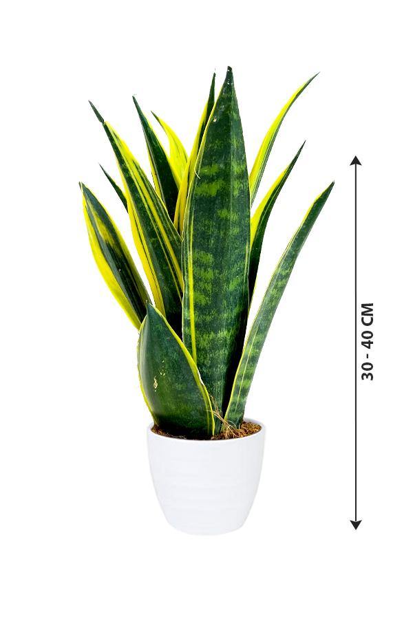 Snake Plant - Golden Flame - Snake Plant - Golden Flame - Plantsworld.ae