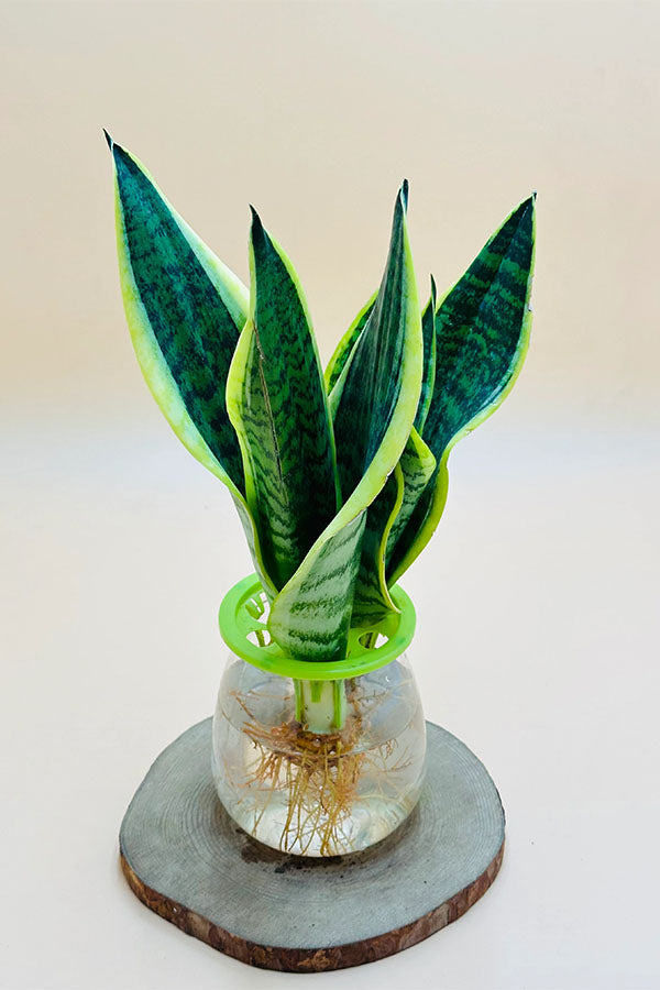 Snake Plant - Sansevieria Trifasciata