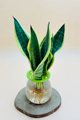 Snake Plant - Sansevieria Trifasciata