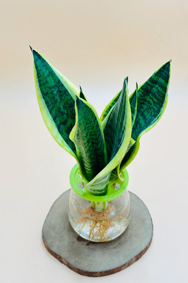 Sansevieria trifasciata water plant with yellow-edged leaves in glass vase