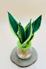 Sansevieria trifasciata water plant with yellow-edged leaves in glass vase