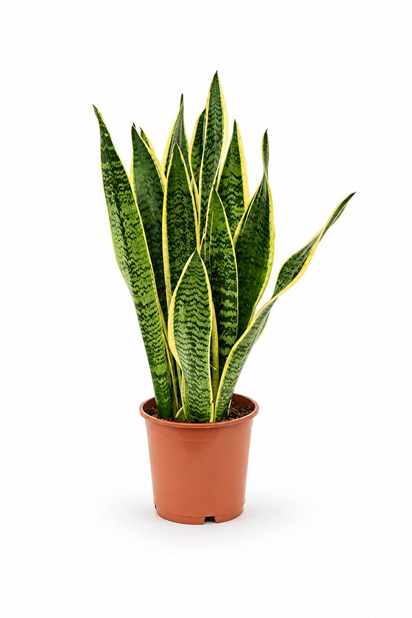Snake Plant – Sansevieria Live Indoor Plant