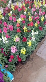 Snapdragon Small - Antirrhinum majus