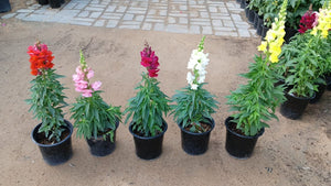 Snapdragon - Antirrhinum Majus - Plantsworld.ae
