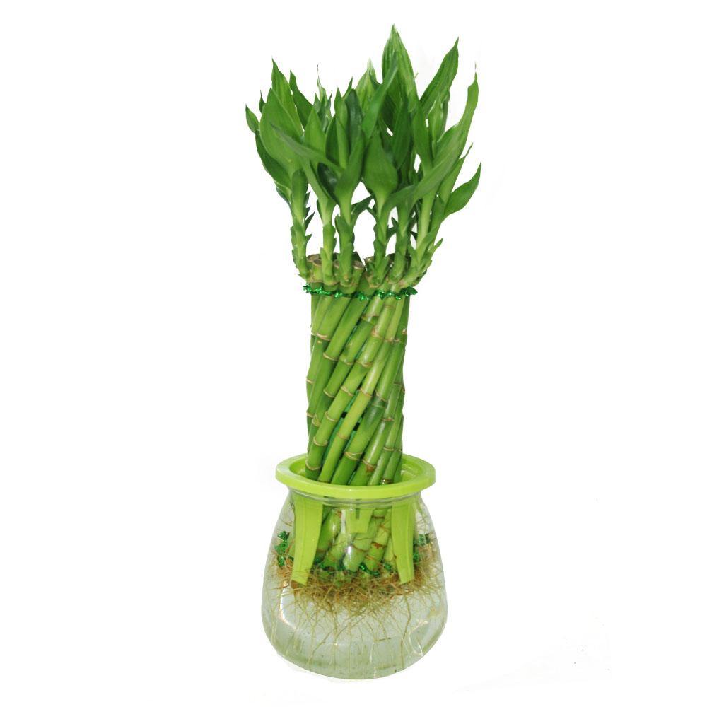 Spiral Lucky Bamboo- Bamboo Plant - Plantsworld.ae - {{ varient.name }}