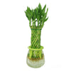 Spiral Lucky Bamboo- Bamboo Plant - Plantsworld.ae - {{ varient.name }}