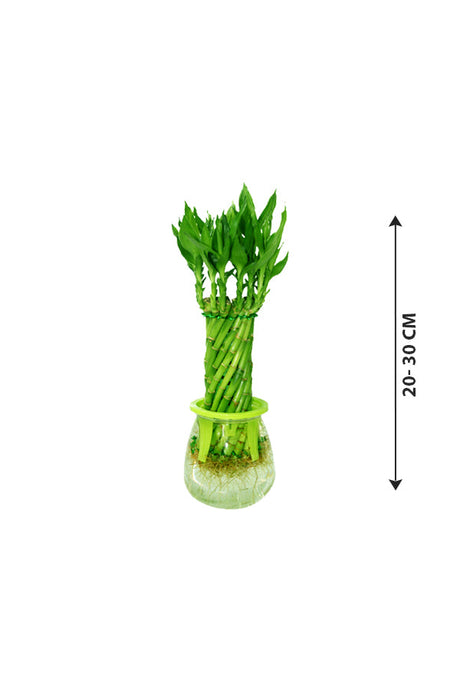 Spiralförmige Glücksbambuspflanze in Plastikvase – Bambuspflanze