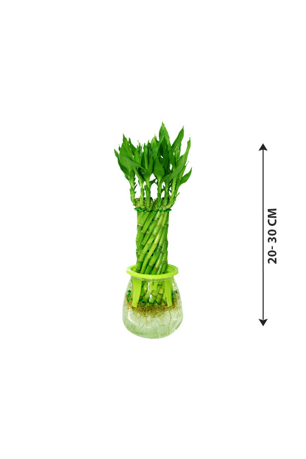 Spiral Lucky Bamboo Plant In Plastic Vase -  Bamboo Plant