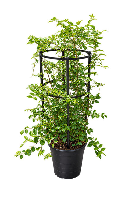 Star Jasmine Jasminum nitidum climbing a round trellis in black nursery pot