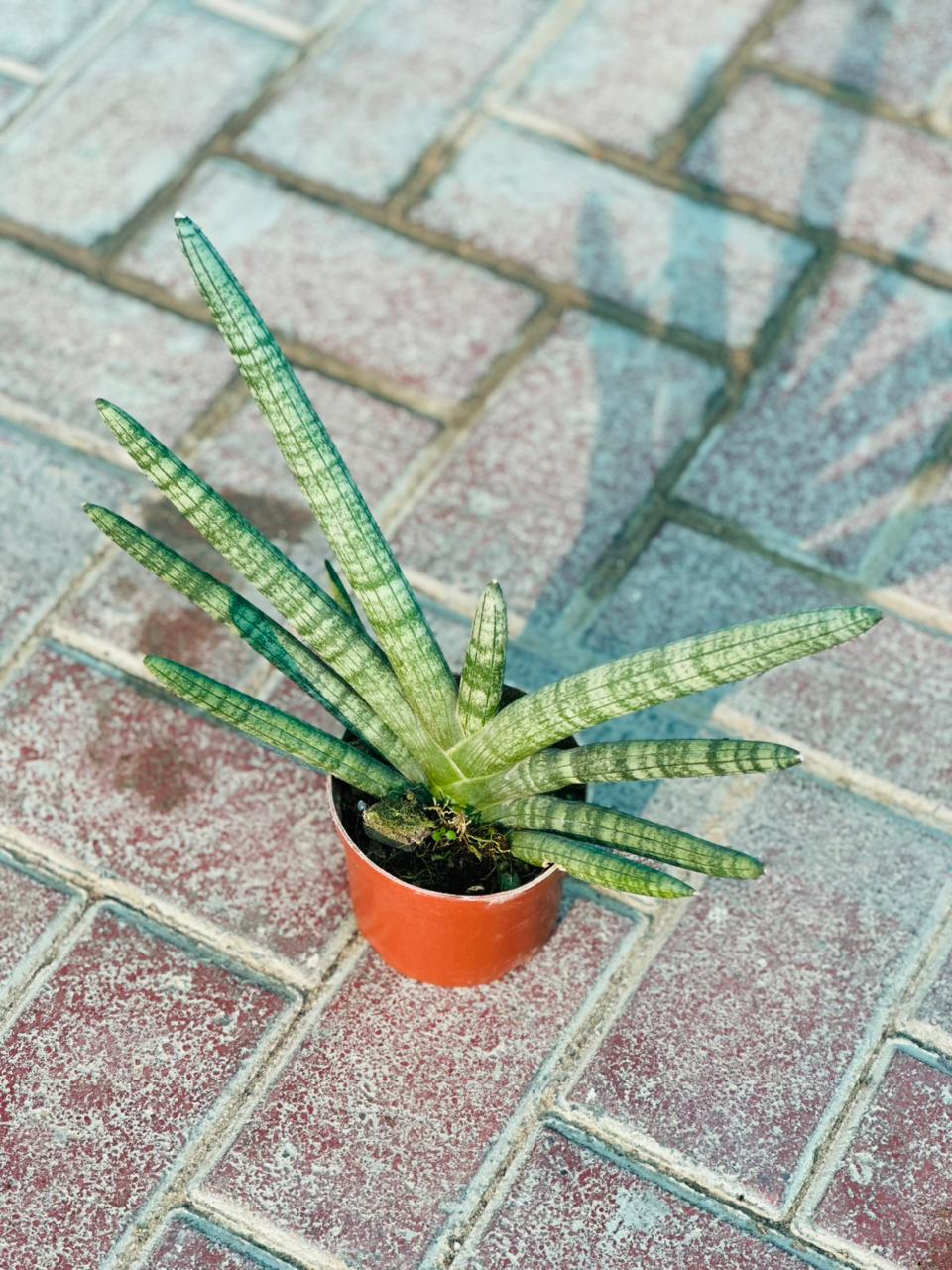 Sansevieria Starfish