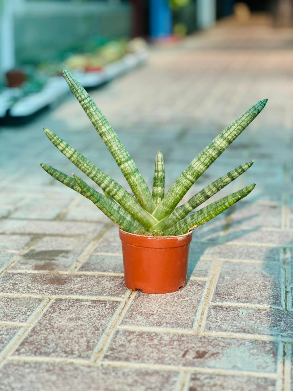 Sansevieria Starfish