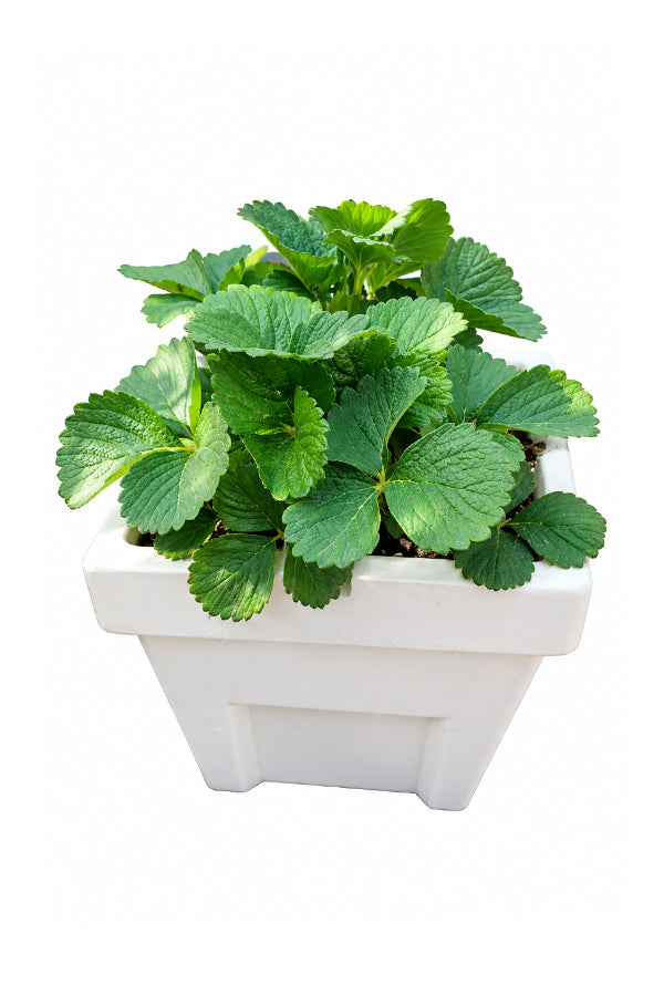 Strawberry - Fragaria - Ananassa