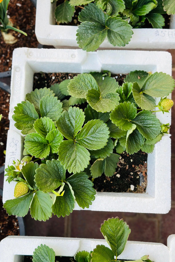 Strawberry plants with fresh green leaves growing in white square planters