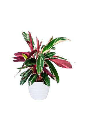 Stromanthe Sanguinea Triostar (Magic Star) with vibrant pink, white, and green variegated leaves in a modern indoor setting.

