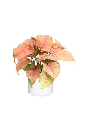 Syngonium Neon Pink indoor plant with vibrant pink heart-shaped ornamental leaves