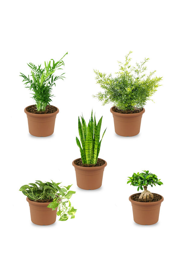 Table Top Combo Plants - Plant Set (Set of 5)