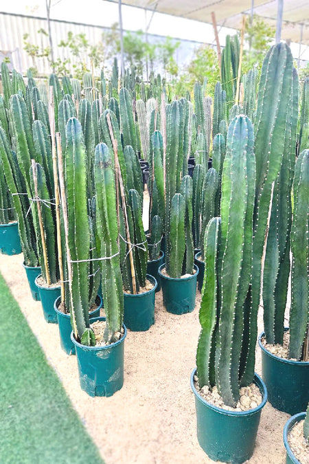 Deals Of The Day - Tall Cactus
