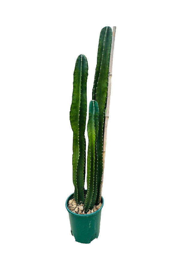 Deals Of The Day - Tall Cactus