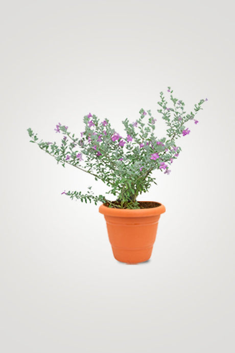 Balcony In Bloom – Beautiful Balcony Plants for Your Outdoor Oasis